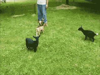 goats